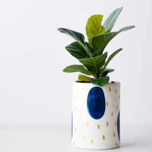 green plant on white and blue ceramic pot